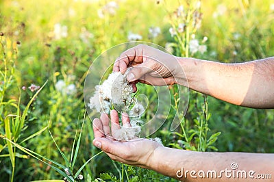 Afro american man is gathering cotton in the field. Hands holding plant. Fashion industry consumerism. Low paid slave work. Stock Photo