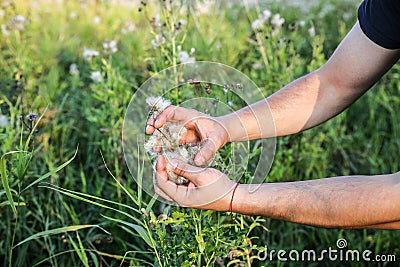 Afro american man is gathering cotton in the field. Hands holding plant. Fashion industry consumerism. Low paid slave work. Stock Photo