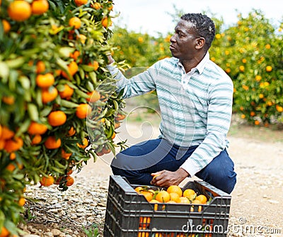 Afro male farmer picking mandarins Stock Photo