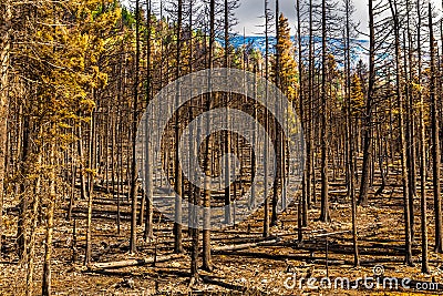 Aftermath 2015 Reynolds Creek Wildland Forest Fire Glacier National Park Stock Photo