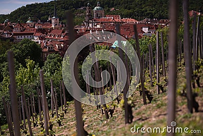 Against the background of houses with red roof from tiles, fields with grapes. Young vineyards near the stake Stock Photo