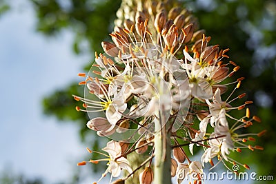 High stem Eremurus against the sky Stock Photo