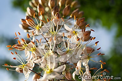 High stem Eremurus against the sky Stock Photo