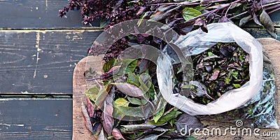 Against a dark background, the basil leaves are prepared for storing them in the freezer and storage for future use. The season Stock Photo