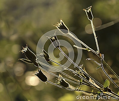 Plant natural goblets seen against the light. Stock Photo