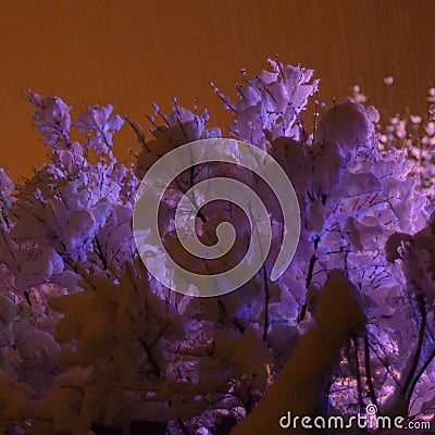 Lilac bushes weighed down by thick wet snow glow eerily in the light from Christmas light decorations and the light of town Stock Photo