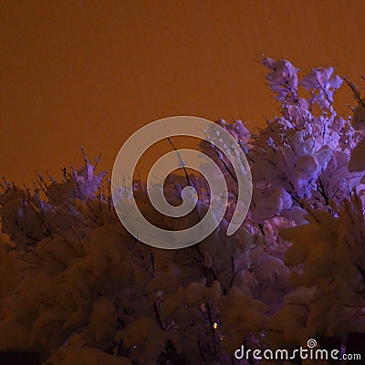 Shrubs and bushes weighed down by thick wet snow glow eerily in the light from Christmas light decorations and the light of town Stock Photo