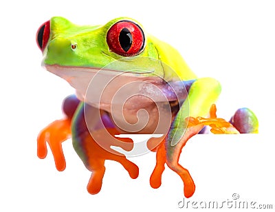 Agalychnis callidryas or the red eyed monkey tree frog Stock Photo