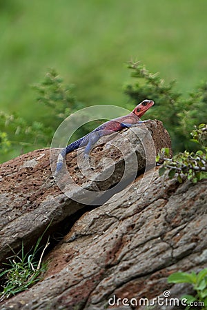 Agama Stock Photo