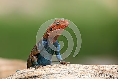 Agama Stock Photo