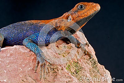 Agama Stock Photo