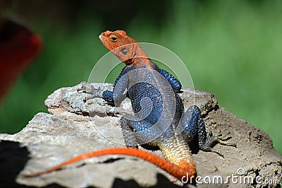 Agama - As a toy for your children. Please feed me! Stock Photo