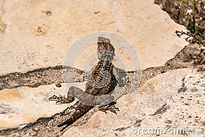 Agama - fast, obsalyutno harmless lizard Stock Photo