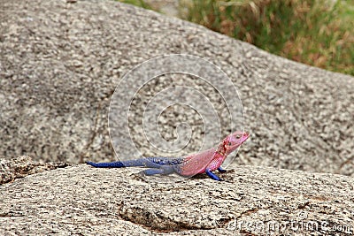 Agama Lizard Basking Stock Photo
