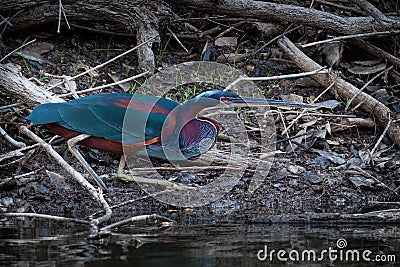 Agami Heron on the Hunt Stock Photo