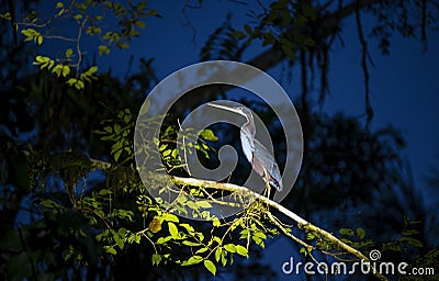 Agami Heron at Night, Amazon Rainforest Stock Photo