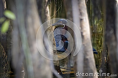 Side view of endangered Agami Heron, Pantanal Wetlands Stock Photo