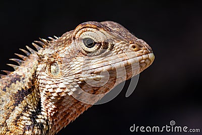 Agamid lizard. Agamidae Stock Photo