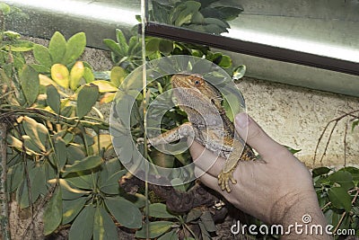 agamidae a species of iguana lizards Stock Photo