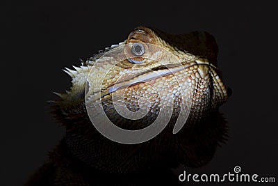 agamidae a species of iguana lizards Stock Photo