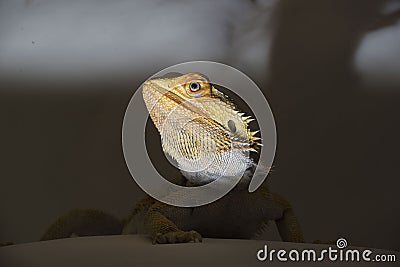 agamidae a species of iguana lizards Stock Photo