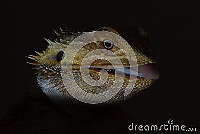 agamidae a species of iguanian lizards Stock Photo