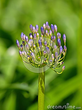 Agapanthus Africanus Stock Photo