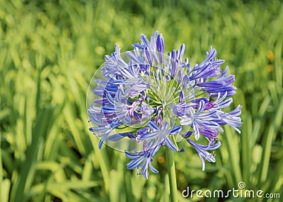 African Lily Agapanthus Africanus Flower Head Stock Photo