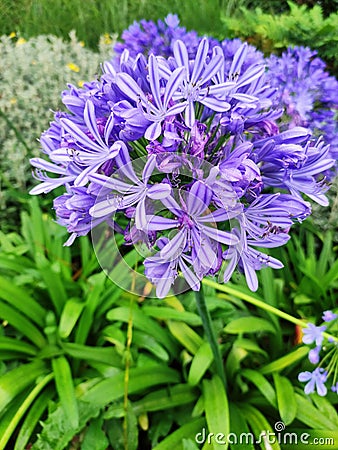 agapanthus africanus, the african lily flowers Stock Photo