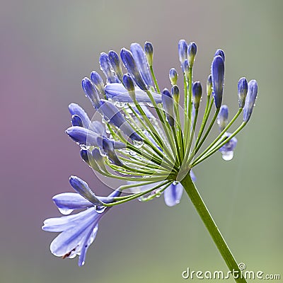 Agapanthus africanus (African lily) Stock Photo