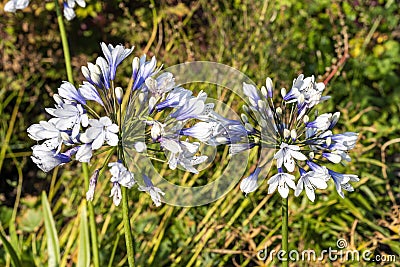 Agapanthus africanus `Twister` Stock Photo