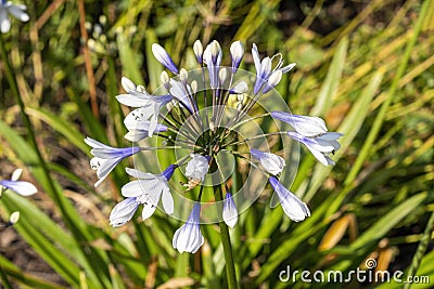 Agapanthus africanus `Twister` Stock Photo