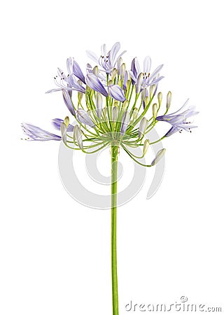 Agapanthus flower `Lily of the Nile`, also called African Blue Lily flower, in purple-blue shade isolated on white background Stock Photo