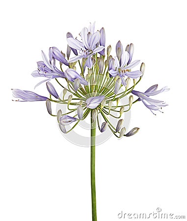 Agapanthus flower `Lily of the Nile`, also called African Blue Lily flower, in purple-blue shade isolated on white background Stock Photo