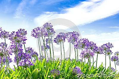 Agapanthus flowers blue sky summer Stock Photo