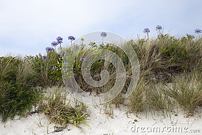 Agapanthus flowers, Tresco, Isles of Scilly, England Stock Photo