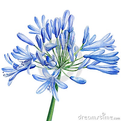Agapanthus, lily of the nile, blue flower on isolated white, watercolor drawing, botanical painting, exotic flora Cartoon Illustration