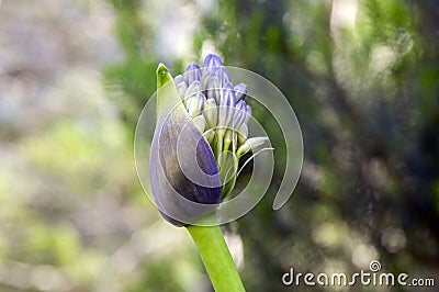 Agapanthus praecox amaryllidaceae pale blue ornamental flowers in bloom, beautiful bulbous flowering plant growing on Madeira Stock Photo