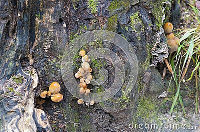 Agaric, birch fungus and other mushroom Stock Photo