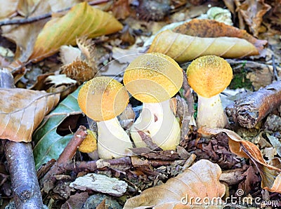 Agaric honey Stock Photo