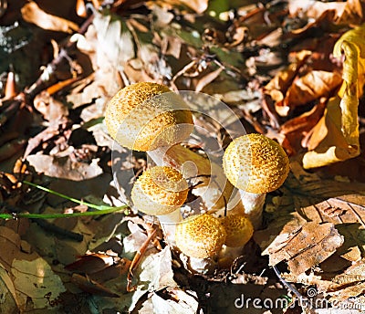 Agaric honey Stock Photo