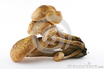 Agaric honey Stock Photo