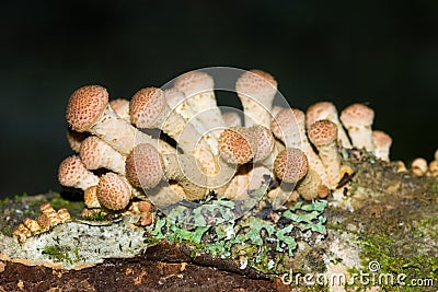 Agaric honey Stock Photo