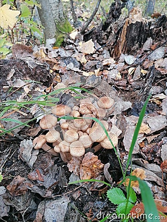 Agaric honey Stock Photo