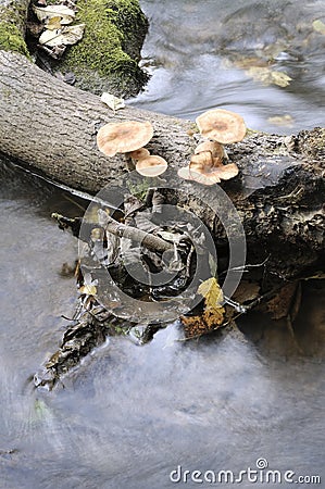 Agaric honey fungus Stock Photo