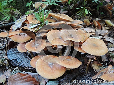 Agaric honey fungus. Armillariella mellea. Stock Photo