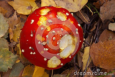 Agaric mushroom with a birch leaf on a top Stock Photo
