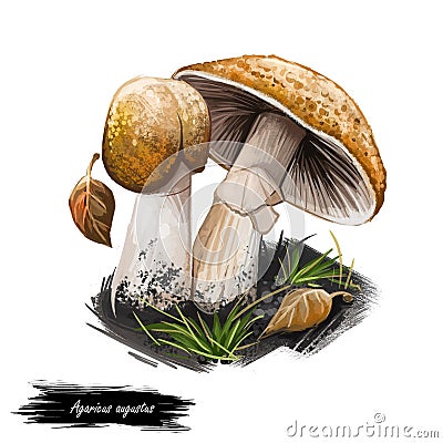 Agaricus augustus the prince, basidiomycete fungus of the genus Agaricus. Edible fungus isolated on white. Digital art Cartoon Illustration