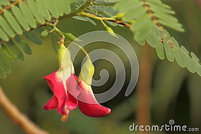 Agasta / vegetable humming bird Stock Photo