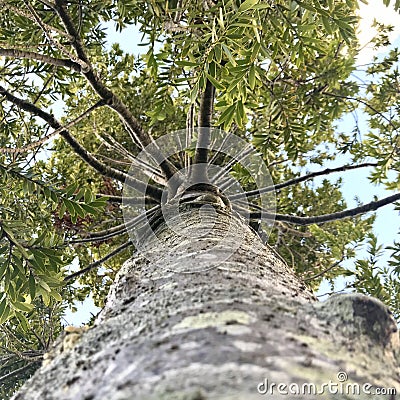 Kauri tree standing up to 50 m tall in the emergent layer above the forest`s main canopy. Stock Photo